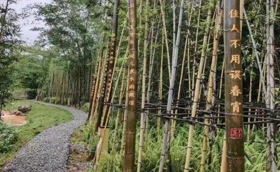 “空中F1”无人机超级联赛（龙岗）开赛(图5)