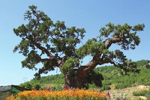 九游官网入口：【文体艺苑】小学布置“芈月版”寒假作业(图2)