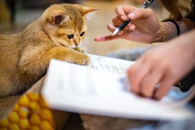 九游app：深耕直播五年她把特装书讲成读者书架上的“镇馆之宝”(图13)